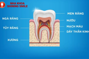 Cấy Tủy Răng Nhân Tạo: Giải Pháp Tối Ưu Cho Răng Hư Tổn!